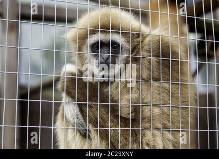 Sad monkey cage, détail d'un animal abandonné, la violence envers les animaux Banque D'Images