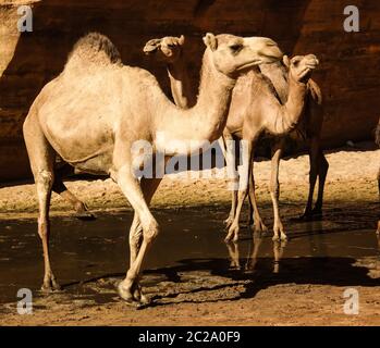 Portrait de drinking chameaux dans le canyon aka guelta Bachikele, Ennedi est, Tchad Banque D'Images