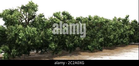 Couverture American Boxwood sur un sable - isolée sur fond blanc Banque D'Images