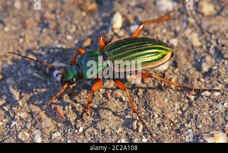 Coléoptère doré ou orfèvre Carabus auratus Banque D'Images