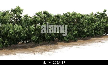 Couverture American Boxwood sur un sable - isolée sur fond blanc Banque D'Images