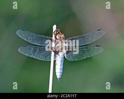 Libellula depressa à tête large mâle perchée sur un bâton de Bavière Allemagne Europe Banque D'Images