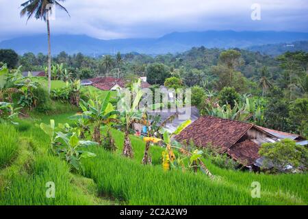 Paysage de rizières dans la partie sud de Sukabumi, ouest de Java, Indonésie Banque D'Images