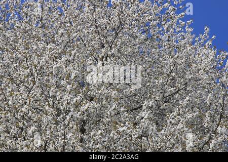 Cerisier sauvage, Prunus avium, arbres en fleurs au printemps Banque D'Images