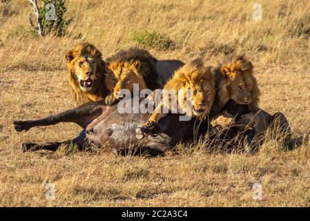 Quatre lions mâles se nourrissent de buffle du Cap Banque D'Images