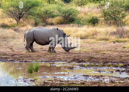 Espèces de rhinocéros blanc sur les petits de l'eau dans le Parc National de Pilanesberg & Game Reserve, Afrique du Sud safari wildlife Banque D'Images