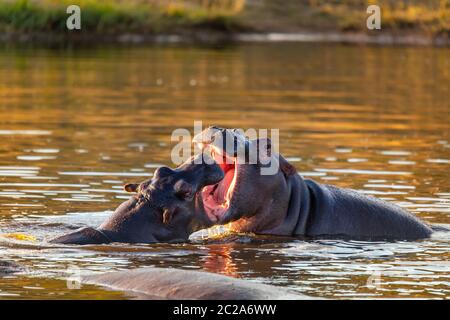 Deux jeunes hommes hippopotamus Hippopotamus amphibius, répéter mêlée et combats avec la bouche ouverte et montrant le brosme. Pilanesberg National Park, South Afri Banque D'Images