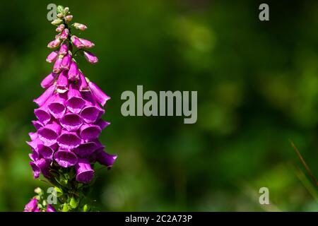 Foxgant commun - Digitalis purpurea. Worgreens, Forêt de Dean. Banque D'Images