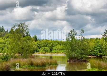 Worgreens Lake, Forest of Dean, Gloucestershire une réserve naturelle locale. Banque D'Images