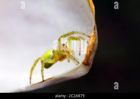 Araniella cucurbitina (une des deux espèces appelées 'l'araignée verte du concombre') aux pays-Bas Banque D'Images