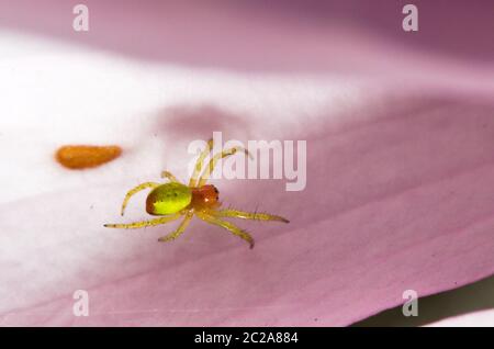 Araniella cucurbitina (une des deux espèces appelées 'l'araignée verte du concombre') aux pays-Bas Banque D'Images