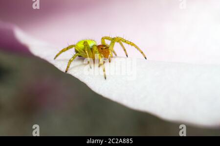 Araniella cucurbitina (une des deux espèces appelées 'l'araignée verte du concombre') aux pays-Bas Banque D'Images