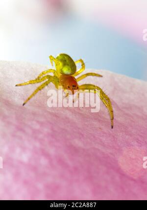 Araniella cucurbitina (une des deux espèces appelées 'l'araignée verte du concombre') aux pays-Bas Banque D'Images