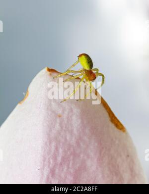 Araniella cucurbitina (une des deux espèces appelées 'l'araignée verte du concombre') aux pays-Bas Banque D'Images