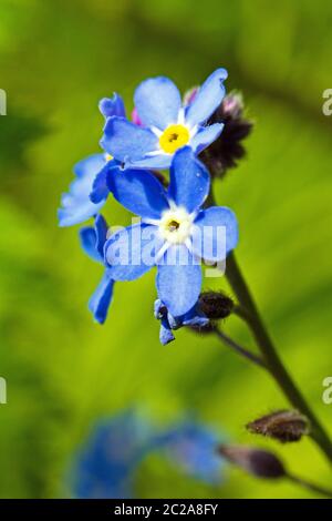 Forget-me-nots ou scorpion graminées, petite fleur bleue du genre myosotis, famille des Boraginaceae Banque D'Images