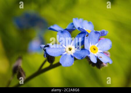 Forget-me-nots ou scorpion graminées, petite fleur bleue du genre myosotis, famille des Boraginaceae Banque D'Images