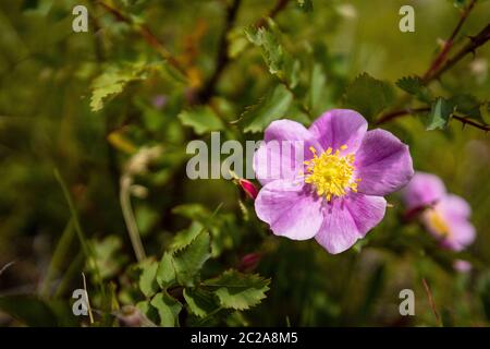 Les roses sauvages de l'Alberta Banque D'Images