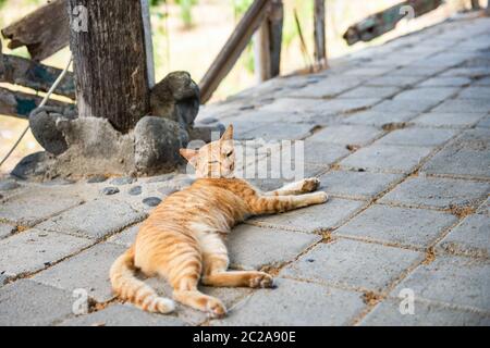 Chat rouge parasite. Cat dans la rue à Bali, Indonésie Banque D'Images