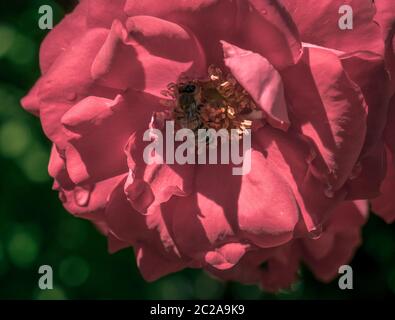 Abeille collectant le pollen d'une rose rouge . Abeille pollinisant une fleur. Banque D'Images