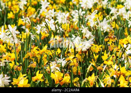 Narcisse, un genre de plantes vivaces à fleurs printanières de la famille des Amaryllis, Amaryllidaceae. Divers noms communs, y compris le daffodil Banque D'Images