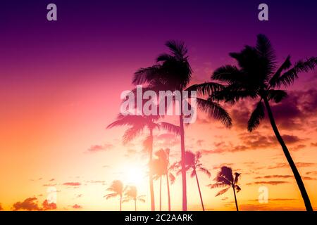 Skt tropical au coucher du soleil avec palmiers Banque D'Images