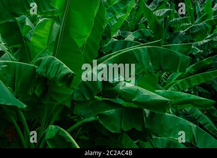 Feuilles vert banane sur fond sombre. Feuille de banane dans le jardin tropical. Feuilles vertes avec un beau motif dans la jungle tropicale. Plante naturelle Banque D'Images