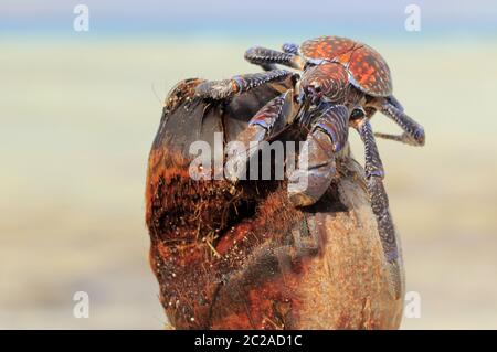 Crabe de noix de coco sur la noix de coco Banque D'Images