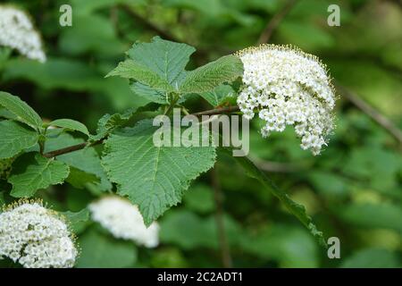 Boule de neige en laine Viburnum lantana Banque D'Images