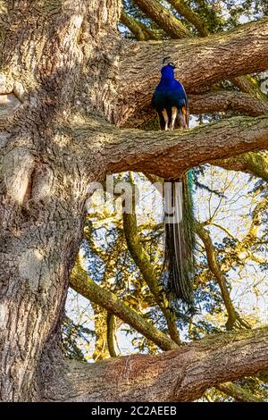 Peacock - Indien mâle ou paafhibou vert sur l'arbre dans British Park - Warwick, Warwickshire, Royaume-Uni Banque D'Images