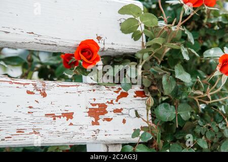 roses rouges à côté d'un banc en bois blanc dans le parc. attention sélective Banque D'Images