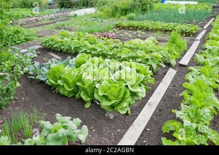 Laitue Batavia fraîche dans un potager Banque D'Images