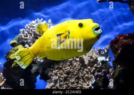 Un gros plan d'un poisson-souffleur jaune dans le récif Banque D'Images