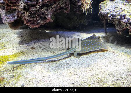 une merveille flottante de la nature, une odeur Banque D'Images