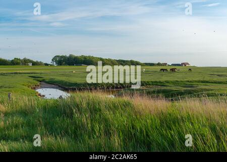 Île de Neuwerk en mer du Nord, dans la mer des Wadden, État fédéral de Hambourg, patrimoine mondial de l'UNESCO, Parc national zone II, Allemagne du Nord, Europe Banque D'Images