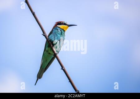 Un oiseau-mangeur d'abeilles arc-en-ciel assis sur une branche Banque D'Images