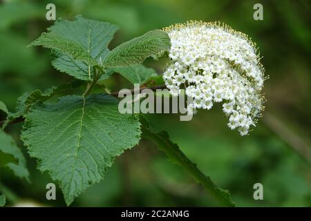 Niveau de fleurs Wolliger Snowball Viburnum lantana Banque D'Images