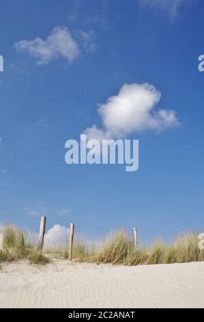 Dans les dunes de Julianadorp aan Zee, District Den Helder, province Hollande, pays-Bas, Europe de l'Ouest Banque D'Images