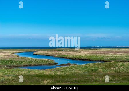 Île de Neuwerk en mer du Nord, dans la mer des Wadden, État fédéral de Hambourg, patrimoine mondial de l'UNESCO, Parc national zone I, Allemagne du Nord, Europe Banque D'Images