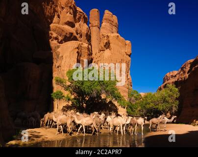 Portrait de drinking chameaux dans le canyon aka guelta Bachikele, Ennedi est, Tchad Banque D'Images