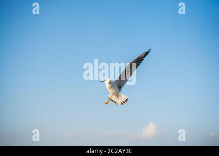 Mouette Oiseaux est flying in sky comme concept de la liberté Banque D'Images