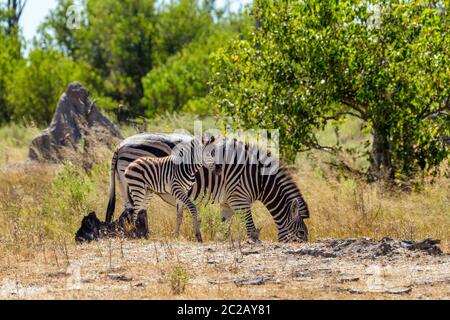 Mignon de veau zèbre avec mère en brousse africaine. Moremi, Botswana, Africa safari wildlife Banque D'Images