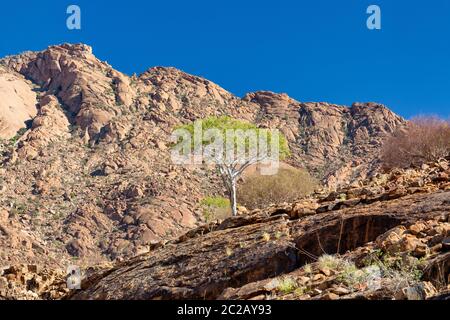 Paysage de montagne Brandberg en place, avec la blanche l'art rupestre. La Namibie, l'Afrique du désert Banque D'Images