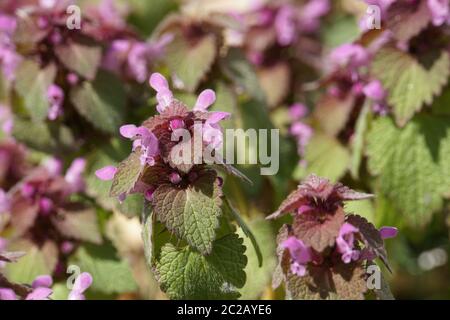 Ortie morte rouge ou ortie morte pourpre - fleurs et feuilles (Lamium purpueum) Banque D'Images