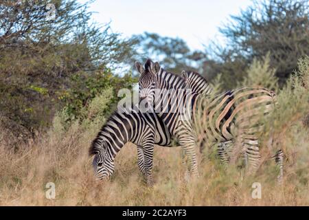 Belle tête zebra dénudée en brousse africaine. Khama Rhino Sanctuary réservation, Botswana safari de la faune. Animal sauvage dans la nature de l'habitat. C'est Banque D'Images