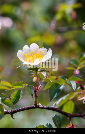 Rose de champ montrant une fleur blanche avec des étamines jaunes Banque D'Images