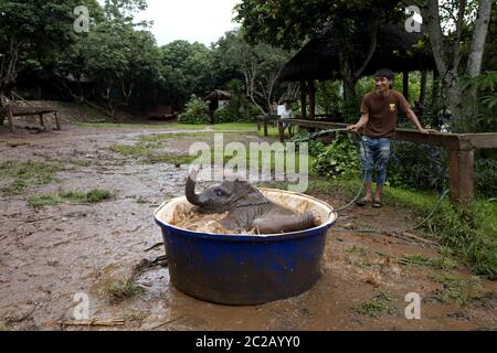 Les petits éléphants se baignant à la ferme des éléphants de Patara, dans la forêt de la jungle de Chang Mai. Banque D'Images