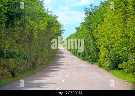 Route asphaltée et chaussées vertes avec buissons. Autoroute vide. Autoroute surcultivée. Route avec végétation dense sur les côtés. Paysage naturel d'été avec asp Banque D'Images