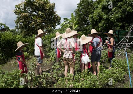 Touristes portant le chapeau de fermier ayant une visite sur le potager, pendant un cours de cuisine thaï, Chang Mai. Banque D'Images