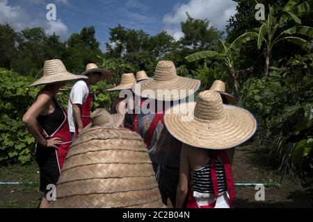 Touristes portant le chapeau de fermier ayant une visite sur le potager, pendant un cours de cuisine thaï, Chang Mai. Banque D'Images