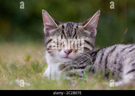 Un chaton sucré dans l'herbe Banque D'Images